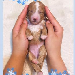 Winter - Red  female Goldendoodle puppy in Kissimmee, Florida from Poodle Doodle Kennels