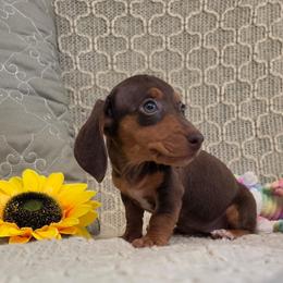 Miss Pretty - Chocolate and tan female Dachshund puppy in Las Piedras from New Empire Kennels