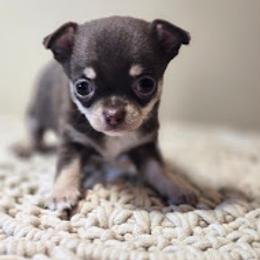 Rocky (Rocky Road) - Chocolate and tan male Chihuahua puppy in Plainfield, Indiana from Abby's Pampered Pooches