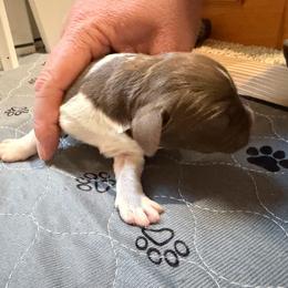 Boy 2 - Liver and white male English Springer Spaniel puppy in Findlay, Ohio from Flag City Springers