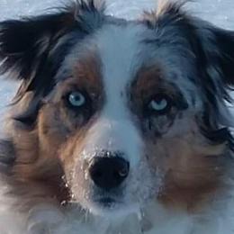 Aussiedoodles and Australian Shepherds from Hickory trail Australian & Bernedoodle  Farm