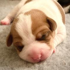 Australian Shepherd and Danish-Swedish Farmdog Puppies from Paradox