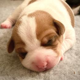 Australian Shepherd and Danish-Swedish Farmdog Puppies from Paradox