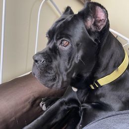 sadie - Cane Corso