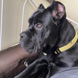 sadie - Cane Corso