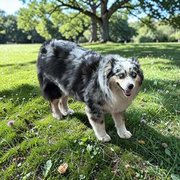 Annie - Miniature Australian Shepherd