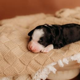 Terragon - Black and white male Bernedoodle puppy in Grants Pass, Oregon from Royal Empire Bernedoodles