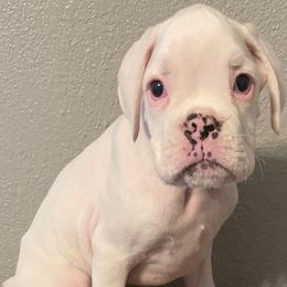 Boxer Puppies from Rose’s Supercharged Boxers