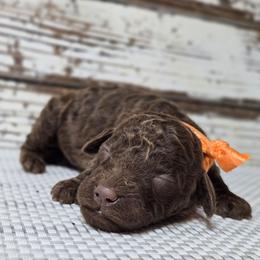 Mocha - Chocolate female Goldendoodle puppy in Austin, Texas from Austin Doodles & Poodles