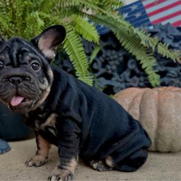 Bella - Black and tan female French Bulldog puppy in Ben Lomond, Arkansas from Miesha Carver's Bulldogs
