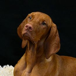 Dilly - Vizsla