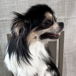 Levi - Chihuahua