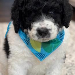Aussiedoodle and Bernedoodle Puppies from Little Hawcreek Doodles