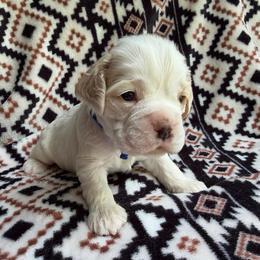 Sprout - Red and white male Cocker Spaniel puppy in Delphi, Indiana from Benchmark Cockers