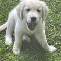 Girl 3 - Light golden Golden Retriever puppy in East Hartford, Connecticut from Cherry Hollow Goldens