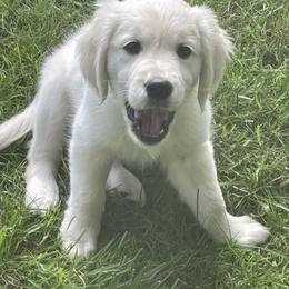 Girl 3 - Light golden Golden Retriever puppy in East Hartford, Connecticut from Cherry Hollow Goldens