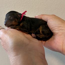 Girl 3 - Black and tan female Cavapoo puppy in Nampa,, Idaho from Clig Doodle Days