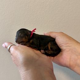 Girl 3 - Black and tan female Cavapoo puppy in Nampa,, Idaho from Clig Doodle Days