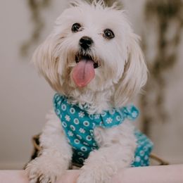 Stella - Maltese