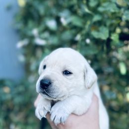 Labrador Retriever Puppies from Gem State English Labrador Retrievers