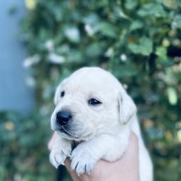Labrador Retriever Puppies from Gem State English Labrador Retrievers