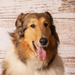 Macie - Collie