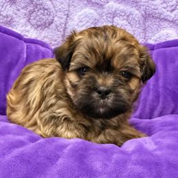 Santana - Brindle female Shih Tzu puppy in Tallahassee, Florida from Bows and Bow Ties
