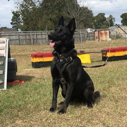 Mulan - German Shepherd