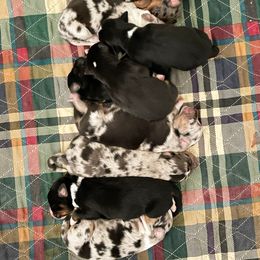 Australian Shepherd Puppies from Ready 'N Abel Aussies