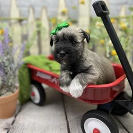 Miniature Schnauzer Puppies from Schnauzers on Robinson Lane