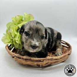 Bernedoodle and Sheepadoodle Puppies from Four Front Doodles LLC.