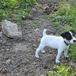 Companion Cross, Russell Terrier, and Yorkshire Terrier Puppies from Working W Kennels