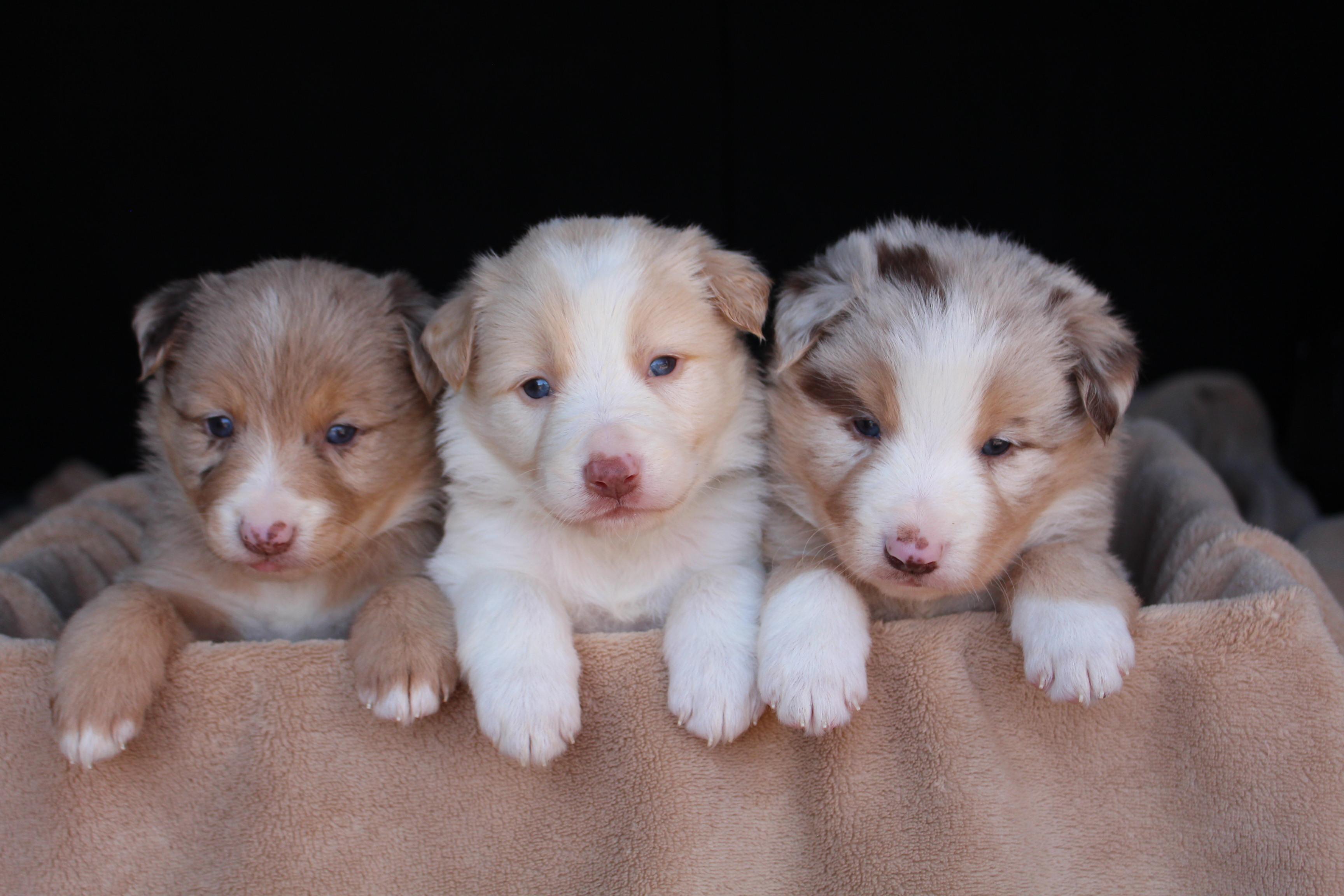 C Bar C Ranch Border Collies In Alabama Border Collie Puppies Good Dog C Bar C Ranch Border Collies In Alabama Border Collie Puppies Good Dog
