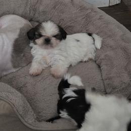 Girl 3 - Gold and white female Shih Tzu puppy in Owensboro, Kentucky from AKA Shih Tzu