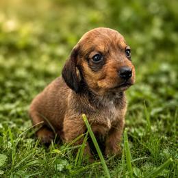 Janet - Red female Dachshund puppy in Greenup, Kentucky from Tygart Creek Dachshunds