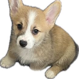 Snap - Fawn and white male American Corgi puppy in Hueytown, Alabama from AAA Corgis