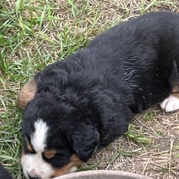 Zeus - Black tan and white male Bernese Mountain Dog puppy in Falls Mills, Virginia from Buck’s Bernese