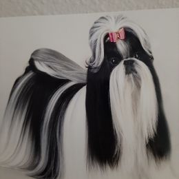 Shih Tzu All Grown Up from Journie Shih Tzu