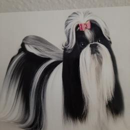 Shih Tzu All Grown Up from Journie Shih Tzu