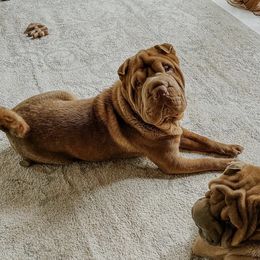 Teddy vI - Chinese Shar-Pei