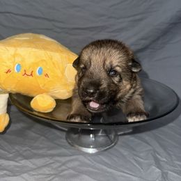 Havarti - Sable male German Shepherd puppy in Magnolia, Texas from K & Q Shepherds