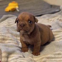 Bulldog Puppies from Bows and Wrinkles Bulldogs