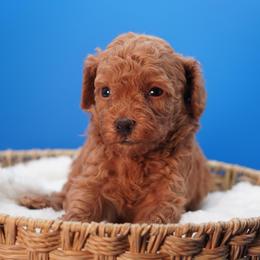 Cashmere (Blue Collar) - Red  male Poodle puppy in Las Vegas, Nevada from Plush Toy Poodle Puppies & Pals
