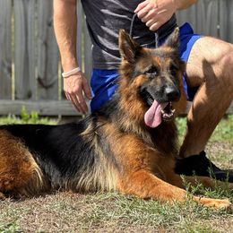 xena - German Shepherd