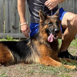 xena - German Shepherd