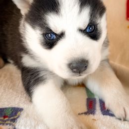 Nina - Black and white female Siberian Husky puppy in Grant City, Missouri from Timberline Paws