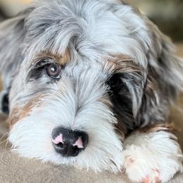 Bernedoodles and Goldendoodles from Adored Poodle & Doodles
