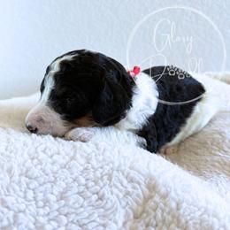 Red - Tri-color male Bernedoodle puppy in Rockwall, Texas from Glory Doodles