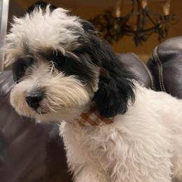 Ollykins - Maltipoo