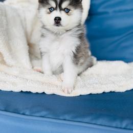 Boy 1 - Black and white male Pomsky puppy in Yavapai County, Arizona from Pawsh Pomskies